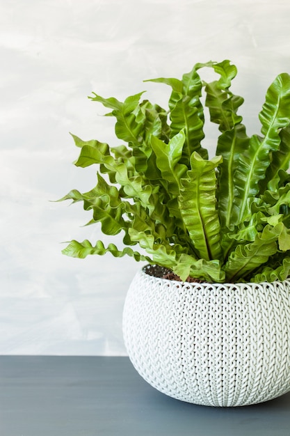 Pianta da appartamento Asplenium nidus in vaso di fiori bianco