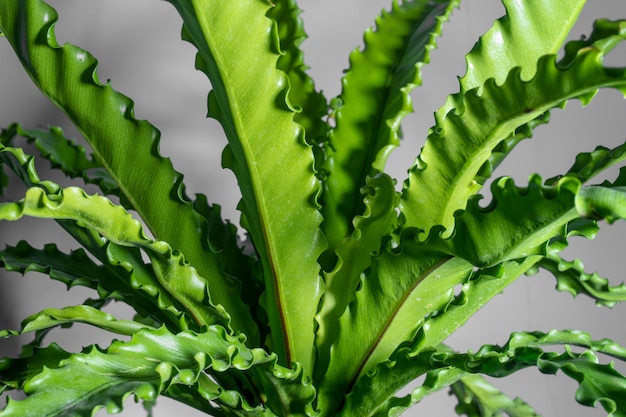 Pianta da appartamento Asplenium nidus