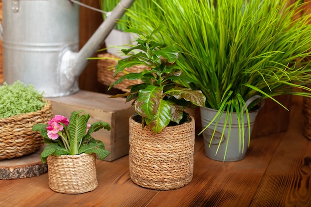 Pianta da appartamento di Croton in vaso di paglia sul pavimento di legno. Raccolta di varie piante domestiche in diversi vasi.