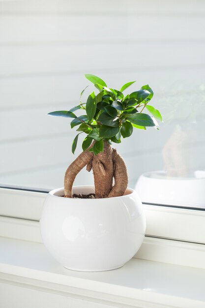 Pianta da appartamento ficus microcarpa ginseng in vaso di fiori bianco