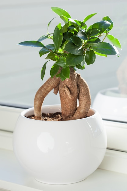 Pianta da appartamento ficus microcarpa ginseng in vaso di fiori bianco