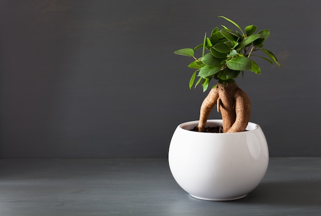 Pianta da appartamento ficus microcarpa ginseng in vaso di fiori bianco