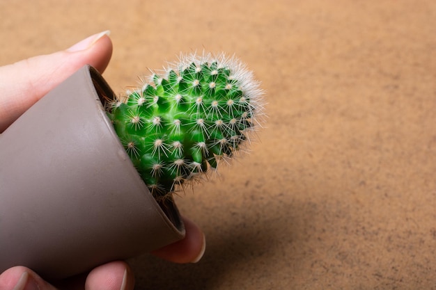 Pianta da appartamento in vaso di cactus in vaso piccolo