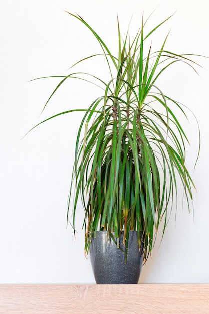 Pianta da appartamento naturale fresca della dracaena in vaso su una tavola di legno