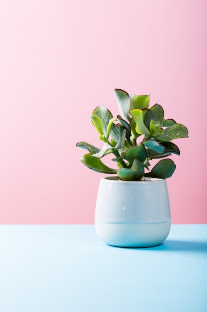 Pianta da appartamento succulenta in vaso di ceramica grigia