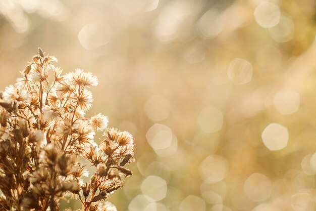 Pianta da campo nei raggi del tramonto, sfondo autunnale con bokeh incandescente.