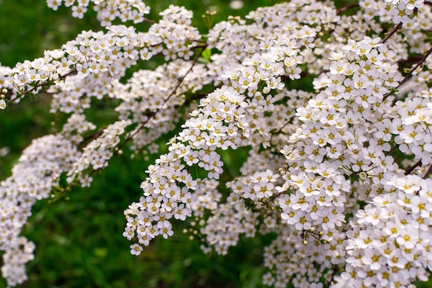 Pianta da fiore bianca Spiraea prunifolia simpliciflora primo piano