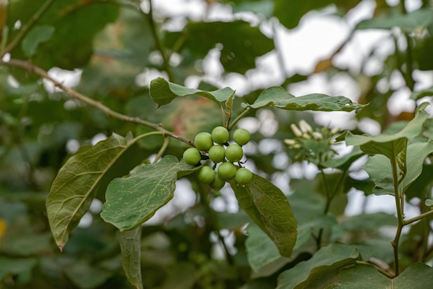 Pianta da fiore comunemente nota come jurubeba una belladonna