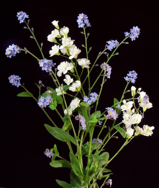 Pianta da fiore con fiori blu (non ti scordar di me) e bianchi su fondo nero