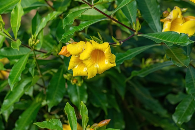 Pianta da fiore di Allamanda