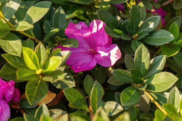 Pianta da fiore di azalea