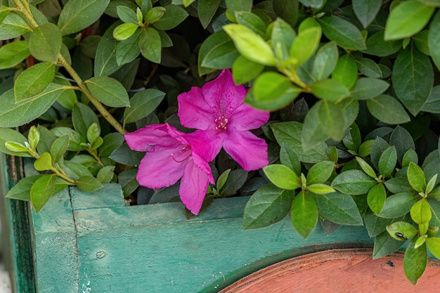 Pianta da fiore di azalea