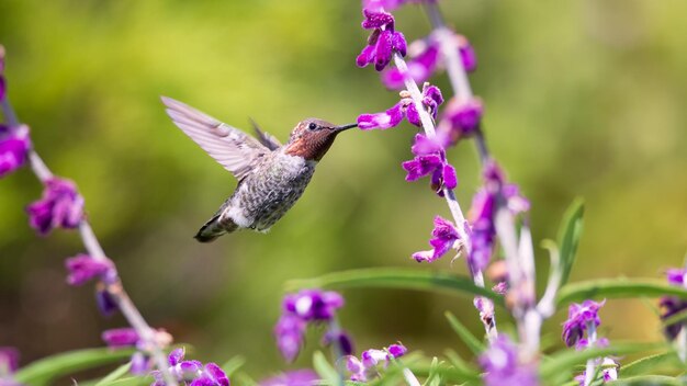 Pianta da fiore impollinata dal colibrì