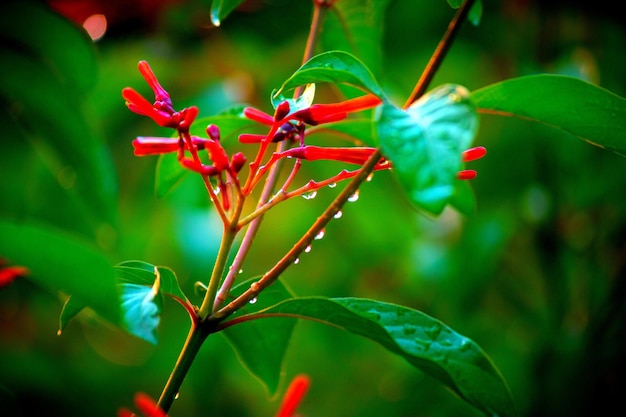 Pianta da fiore rosso rubino bagnata con gocce d'acqua durante la primavera