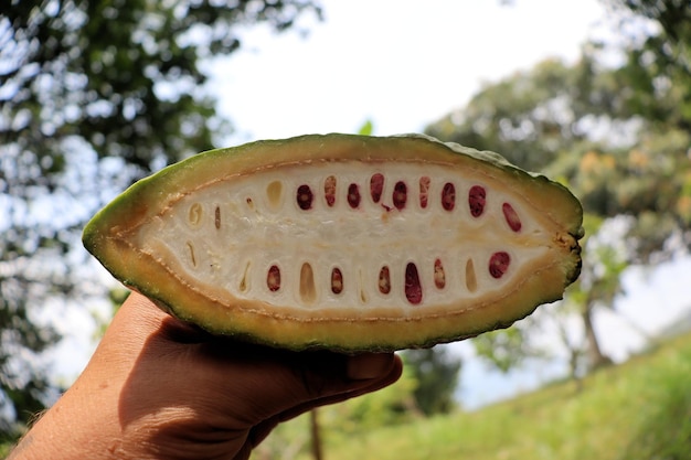 Pianta da frutto del cacao della flora tropicale