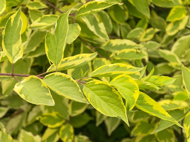 Pianta da giardino con foglie variegate di giallo e verde Decorazione da giardino Ramo di un cespuglio