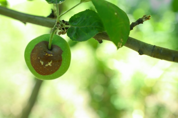 Pianta da giardino malsana all'aperto marciume della frutta causato da virus e batteri melo malato