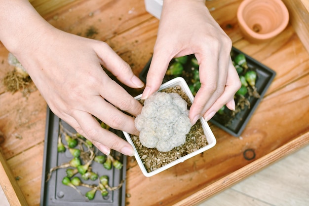 Pianta da interni per la decorazione domestica Strumento per il giardinaggio di alberi da piantare Piantare cactus in un piccolo vaso di fiori Hobby e attività ricreative per lo stile di vita della città