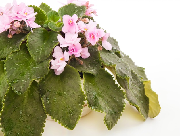 Pianta da interno con fiori rosa