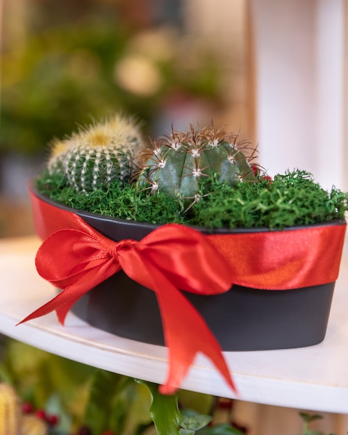 Pianta da terrario con piante grasse, cactus in vaso nero