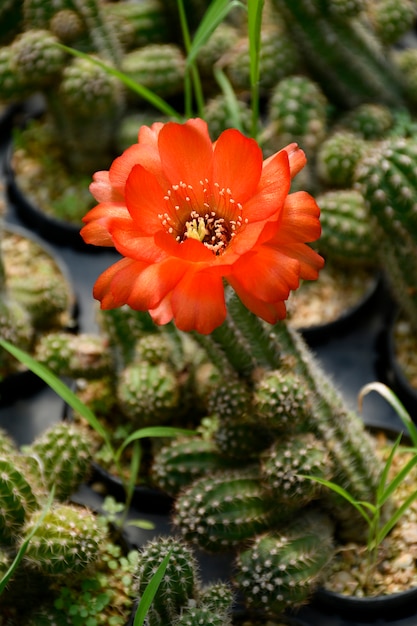 Pianta da vaso del cactus di arachidi con il fiore arancio.