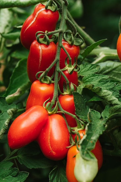 Pianta dei pomodori in giardino sull'estate, frutti rossi e avidi