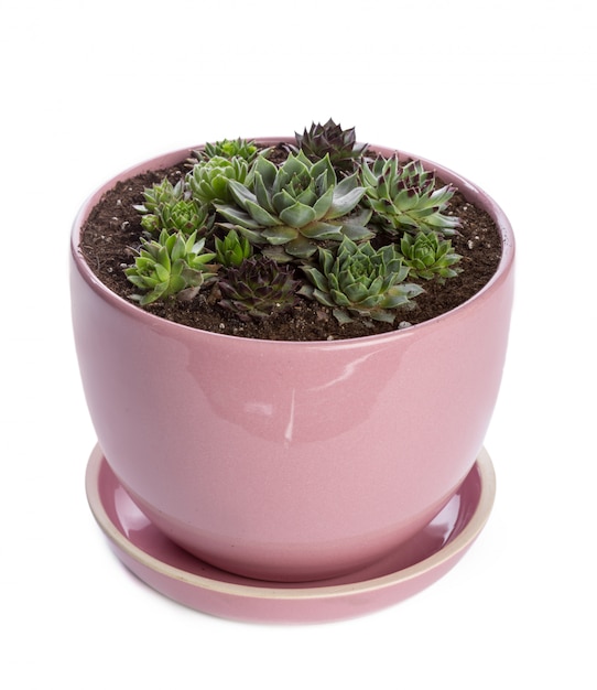 Pianta dei succulenti in vaso su bianco