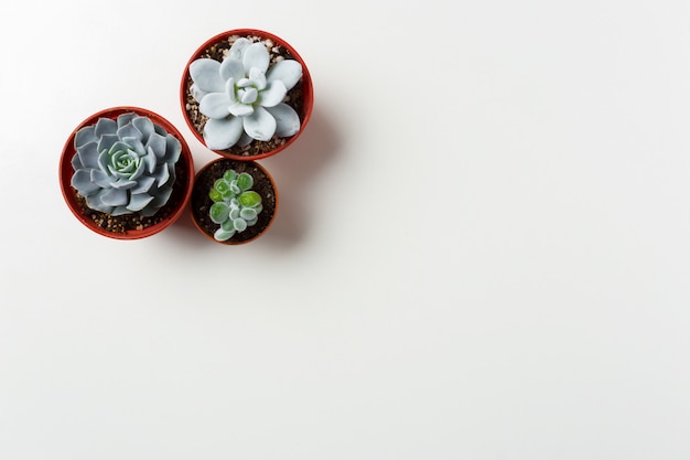 Pianta dei succulenti in vaso su bianco