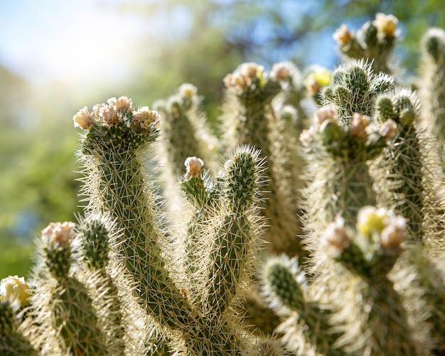 Pianta del cactus di Cholla in Arizona ad alba