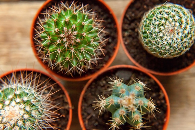 Pianta del cactus differente su fondo di legno. Decorazione domestica in stile scandinavo. concetto di hobby di piante d'appartamento di floricoltura.