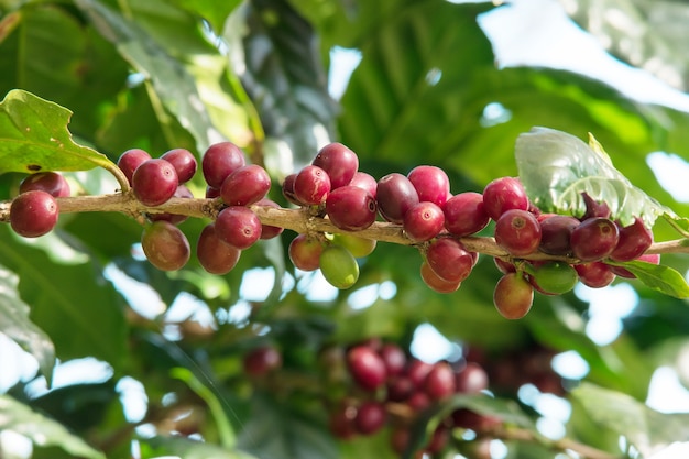 Pianta del caffè con il chicco di caffè in azienda agricola e piantagioni in Tailandia