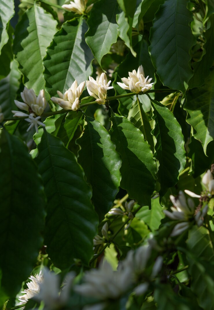 Pianta del caffè con il fiore e le foglie verdi del fiore di colore bianco in giardino
