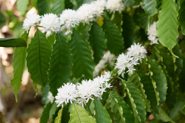 Pianta del caffè con il fiore e le foglie verdi del fiore di colore bianco in giardino