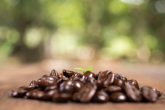 Pianta del caffè e chicco di caffè, concetto