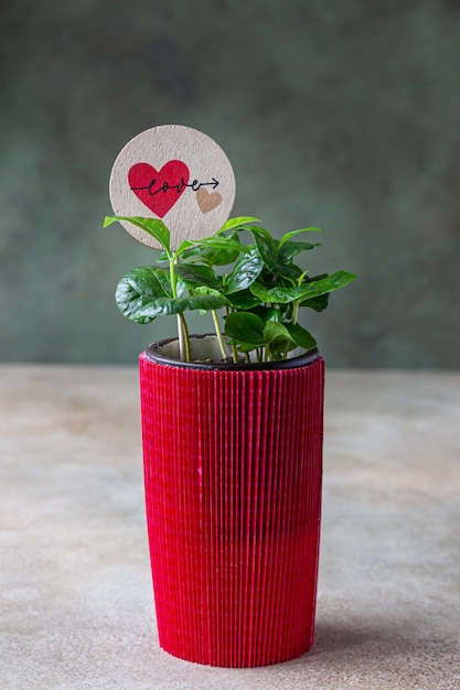 Pianta del caffè in un vaso di fiori in carta da regalo rossa con topper amore. Amore o concetto di San Valentino.