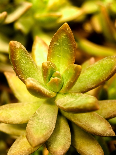 Pianta del deserto del cactus