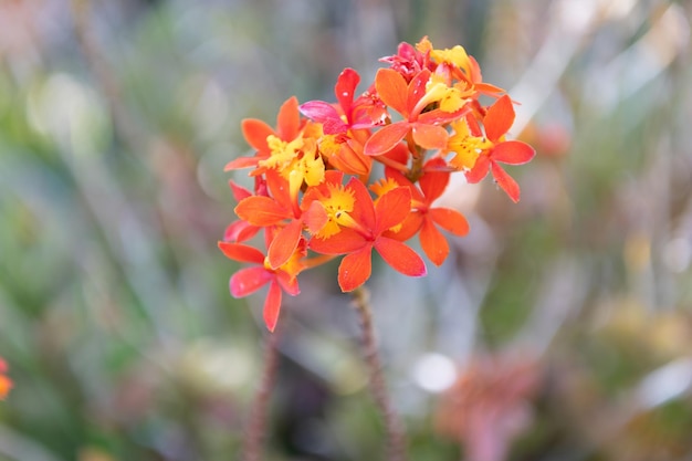 Pianta del fiore con la natura macro della fioritura arancione