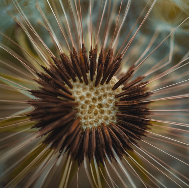 pianta del fiore del dente di leone di estate nella natura