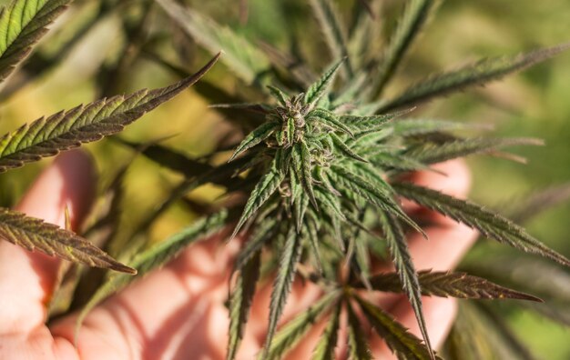 Pianta del fiore della cannabis del primo piano naturale della marijuana