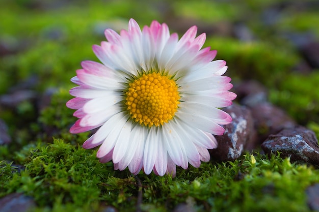 pianta del fiore della margherita bianca