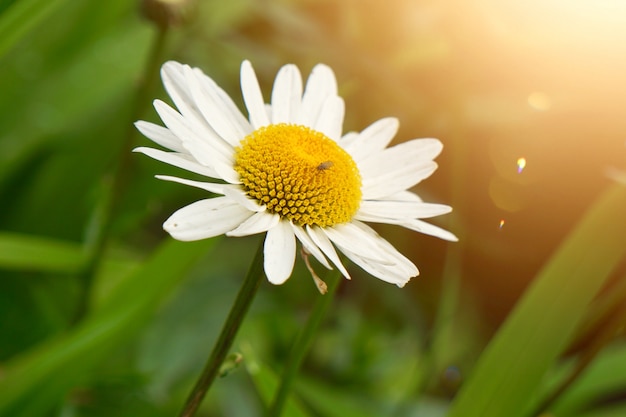 Pianta del fiore della margherita nel giardino in estate, margherite nella natura