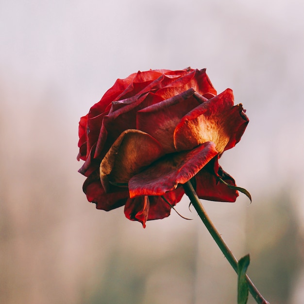 pianta del fiore della rosa rossa