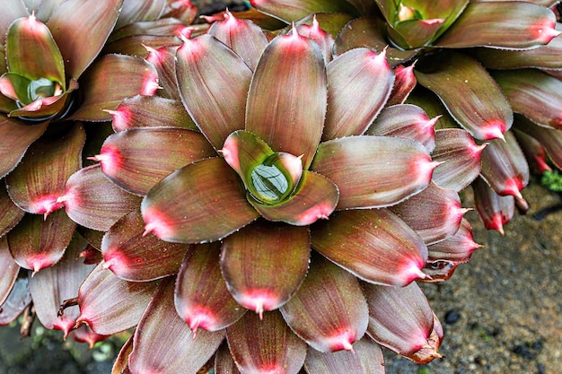 Pianta del fiore di Bromelia che fiorisce nel giardino