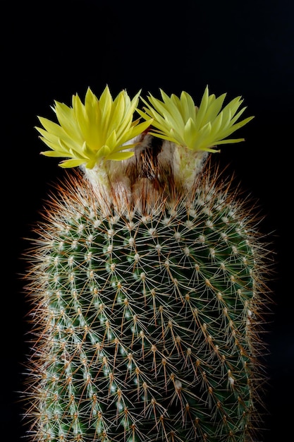 Pianta del fiore di cactus su sfondo posteriore