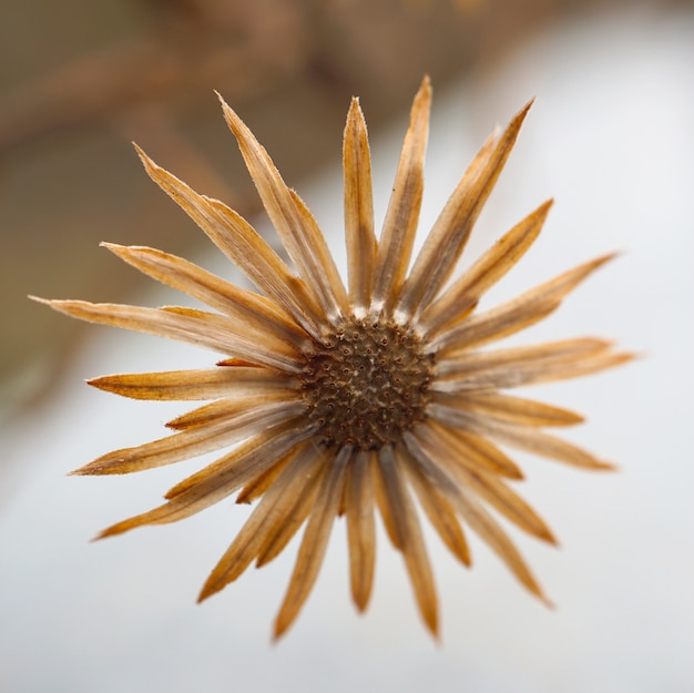 pianta del fiore nel giardino nella natura