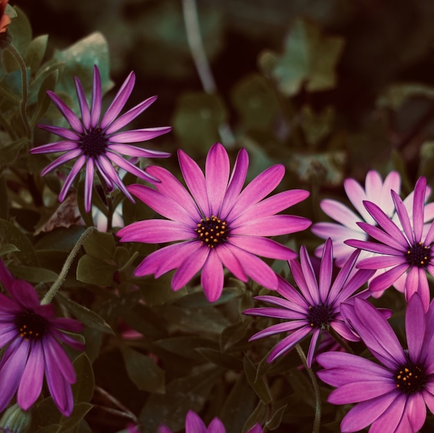 pianta del fiore rosa in estate nella natura