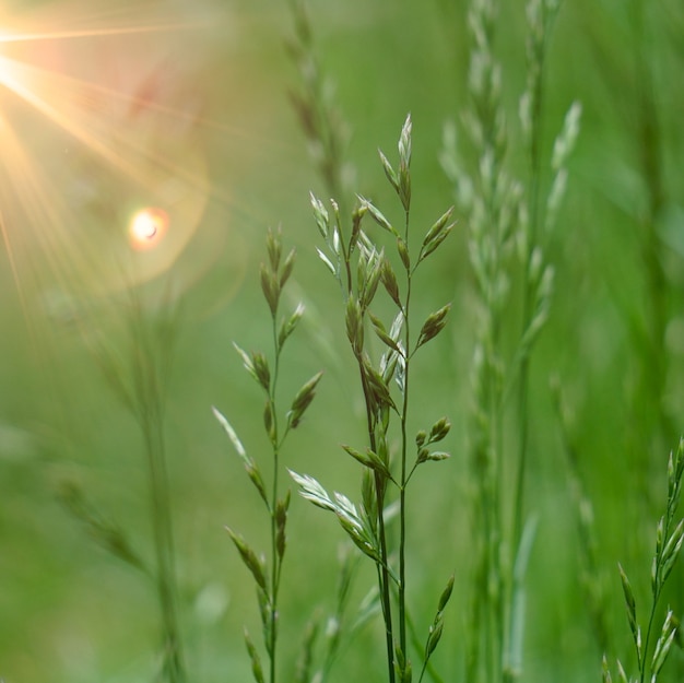 pianta del fiore verde nella natura in estate