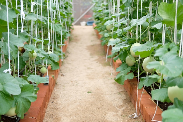 Pianta del melone che cresce nella serra in azienda agricola