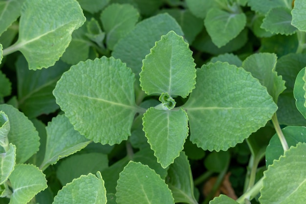 Pianta del Plectranthus amboinicus