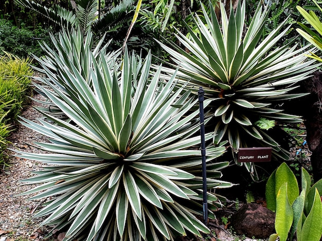 Pianta del secolo dell'agave nel giardino